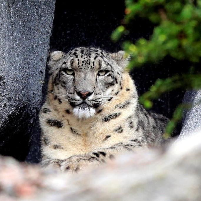 Toronto Zoo says 'friendly and determined' snow leopard Jita is pregnant